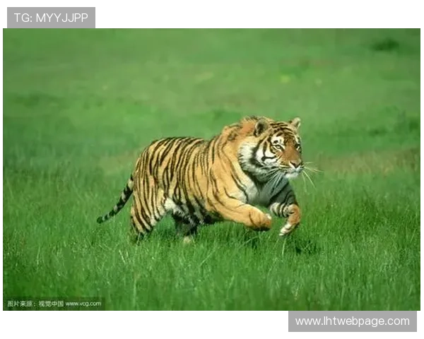 老虎机国际登录遇到问题怎么办快速解决方法指南